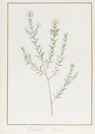 Pimelea Linifolia, 1812 von Pierre Joseph Redouté
